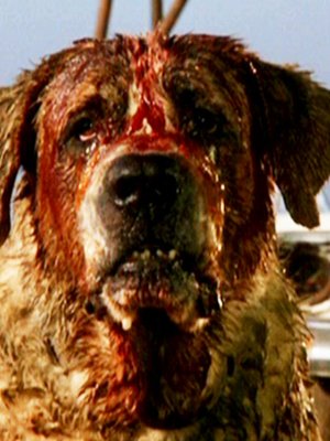 TOP 10 HORROR MOVIES about dogs